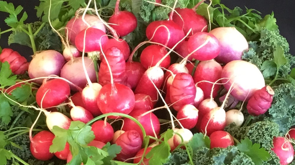 Ravishing Radishes
